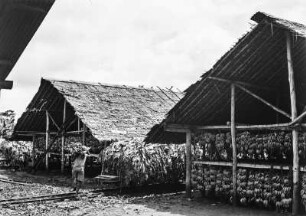 Erntelagerplatz : Überdachter Lagerplatz für Bananenstauden.