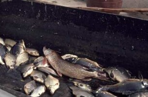 Fischfang