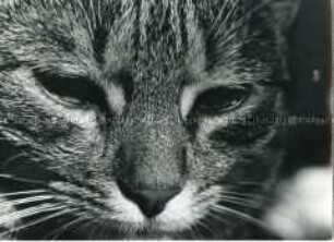 Katze in Nahaufnahme