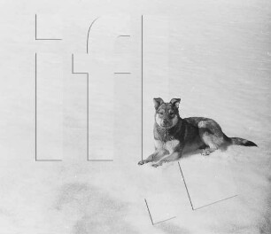 Bodley-Bucht : Heinz Grams und Hund Egon