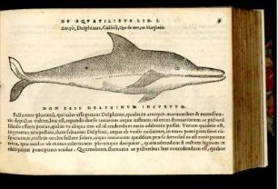 Delphinus