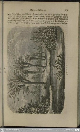 Fig. 87. Zapfenpalmen