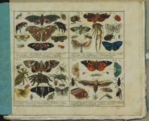 Die Insekten : mit 284 illuminirten Abbildungen