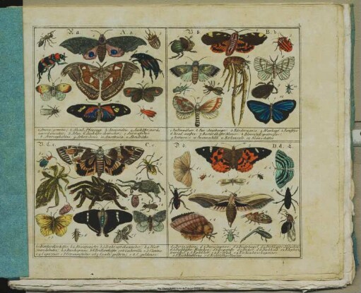 Die Insekten : mit 284 illuminirten Abbildungen