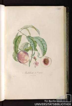 Pl. XVIII. Madeleine de Courson.