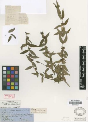 Heimia salicifolia Link & Otto var. Griseb. montana[type]