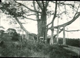 Baum mit Luftwurzeln im Schwemmland des Rio Culebra