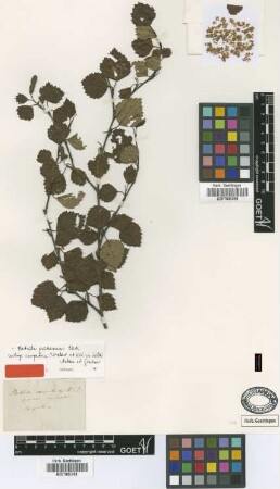Betula carpatica Waldst. & Kit. ex Willd. [type]