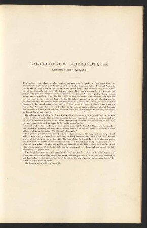 Lagorchestes Leichardti, Gould. Leichardt's Hare Kangaroo