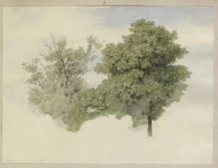 Zwei Bäume bei Kronberg
