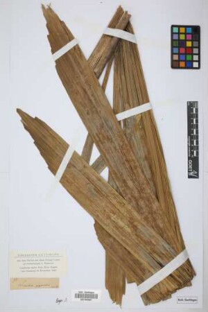 Iriartea gigantea