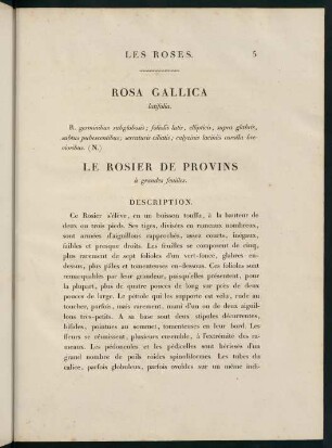 5-6, Rosa Gallica (latifolia.) Le Rosier de Provins (à grandes feuilles.)