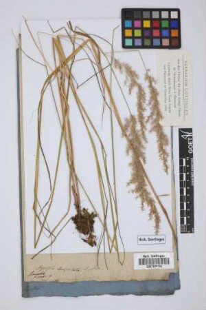 Agrostis lanceolata