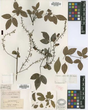 Serjania subdentata Juss. ex Poir. fo. subserrato-dentata Radlk.[syntype]