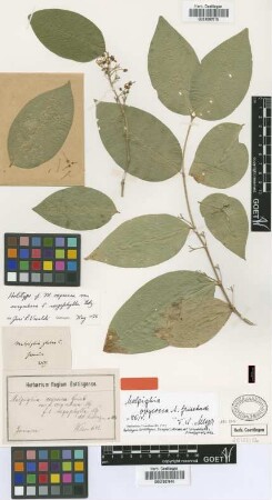 Malpighia glabra L.
