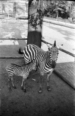 Zebra-Nachwuchs im Karlsruher Zoo.