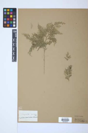Selaginella pulcherrima Liebm.