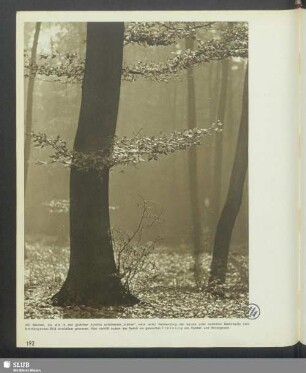 Im Wald