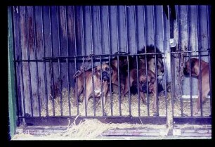 Zirkus Hagenbeck 31.7.66.