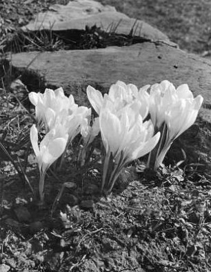 Krokus