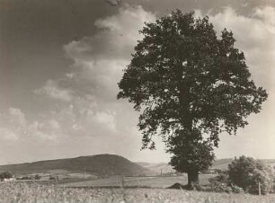 Freitaler Becken. Alte Eiche (Quercus) bei Freital-Zauckerode. Blick zum Windberg