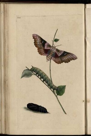 Pl. 241 [bis] Pl. 252 [Pl. siehe arabische Paginierung]