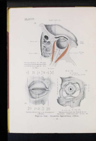 Organon visus. Apparatus ligamentosus orbitae.