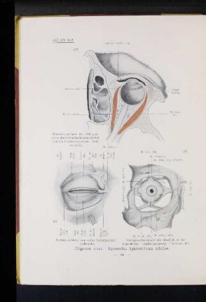 Organon visus. Apparatus ligamentosus orbitae.