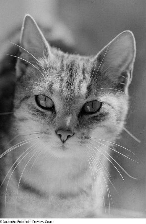 Kopf einer Katze
