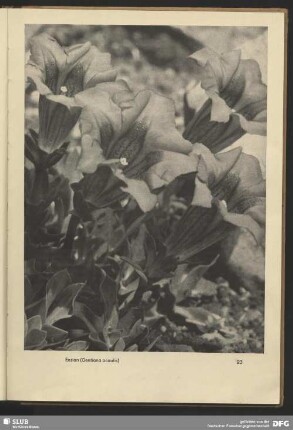 Enzian (Gentiana acaulis)