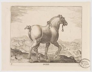 Pferd Saxo (Sächsisches Pferd)