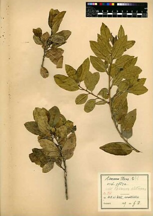 Rhamnaceae Rhamnus Alaternus Linné, Carl von (1707 - 1778) [Tell al-Kadi, Tel Dan]