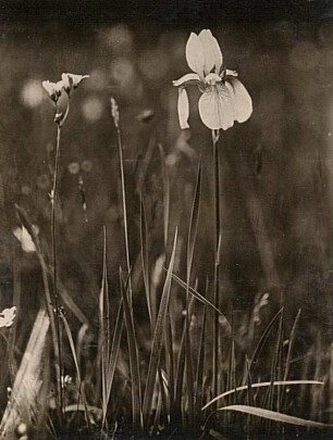 Sibirische Schwertlilie (Iris sibirica), auch Wiesen-Schwertlilie