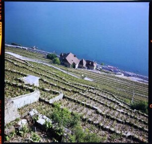 Cully: Terrassen am Genfer See, von oben