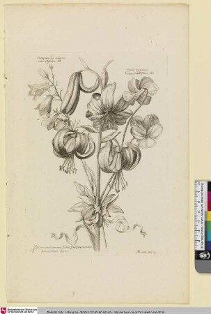 Campanula minor rotundifolia B.; Viola montana lutea grandiflora B.; Lilium montanum flore purpurascente punctatum Eyst.