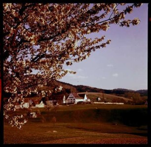 Sölden: Wiese mit Butterblumen, Vordergrund Blütenbaum