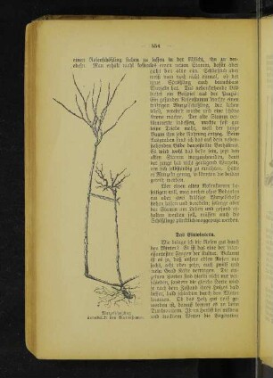Wurzelschößling unterdrückt den Mutterstamm.