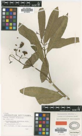 Tabernaemontana citrifolia Jacq. var. angustifolia Not on Sheet[type]