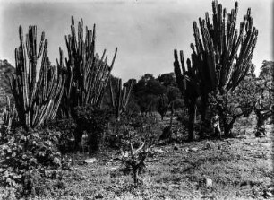 Trockenvegetation : Kakteensträucher bei Huertas.