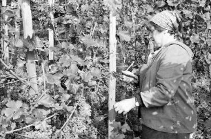 Freiburg: Stiftungsverwaltung; Traubenlese am Schlossberg