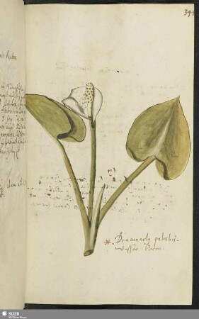 [Blatt 341-371]