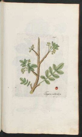 326. Fagara octandra