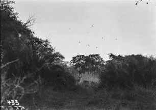 In der Savanne bei Malelane : Tierfotografie in der Savanne nahe der Stadt Malelane.