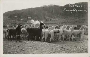 Lamas in den bolivianischen Anden