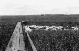 Steg im Federsee : Steg im schilfbewachsenen Federsee