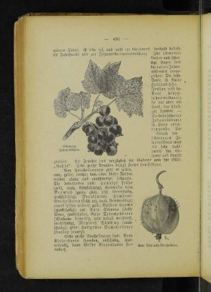 Schwarze Johannisbeere. Rote Triumph-Stachelbeere.