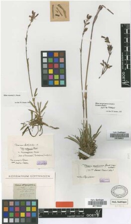 Viscaria atropurpurea Griseb. [type]
