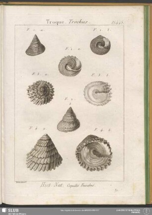 Pl. 445. Troque. Trochus