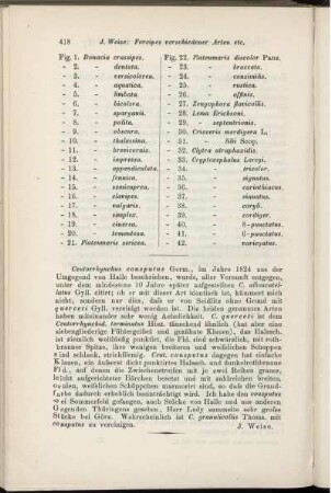 Ceutorrhynchus consputus Germ.