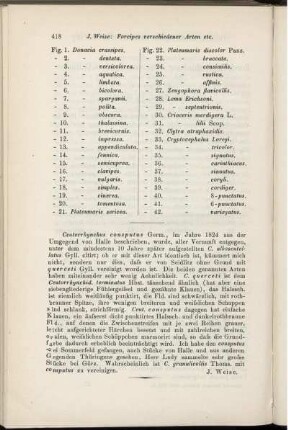 Ceutorrhynchus consputus Germ.